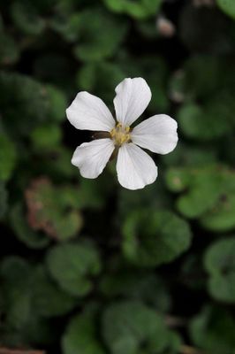 Erodium_reichardii. Close-up.jpg