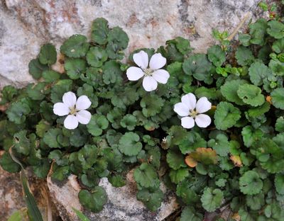 Erodium_reichardii.jpg