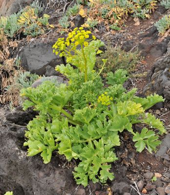 Astydamia latifolia