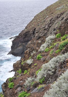 Coastal vegetation.jpg
