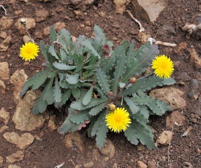 Reichardia ligulata