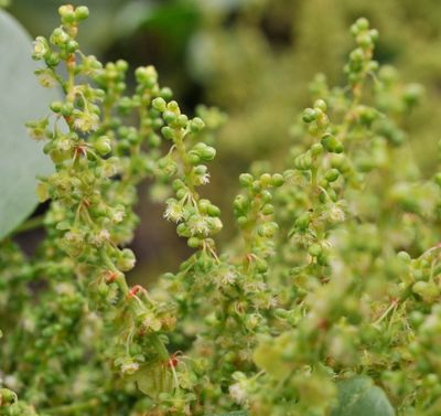 Rumex lunaria