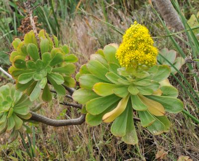 Aeonium arboreum ssp. holochrysum