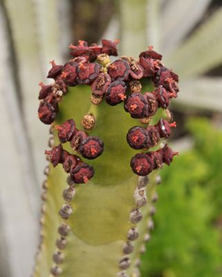 Euphorbia canariensis. Close-up.