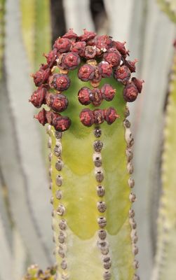 Euphorbia canariensis