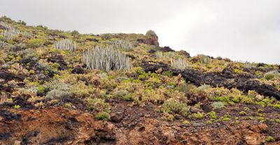 Succulent vegetation.jpg