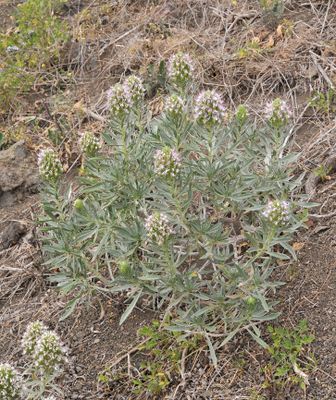 Echium  bond-spraguei