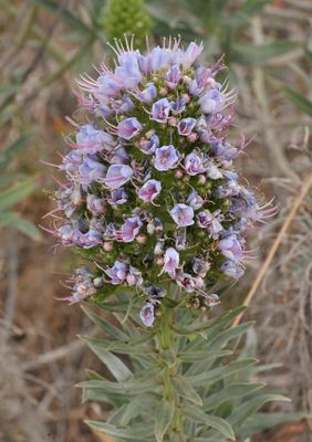 Echium  bond-spraguei. Closer.2.jpg