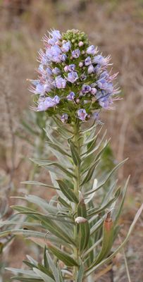 Echium  bond-spraguei. Closer.3.jpg