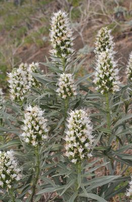 Echium  bond-spraguei. Closer.5.jpg