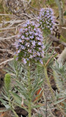 Echium  bond-spraguei. Closer.jpg