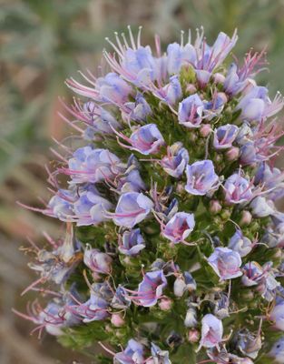 Echium  bond-spraguei. Close-up.jpg