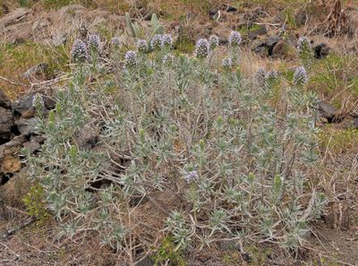 Echium  bond-spraguei.2.jpg