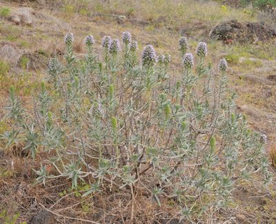 Echium  bond-spraguei.3 .jpg