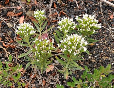Echium brevirame.4.jpg