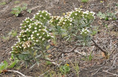 Echium brevirame.5.jpg