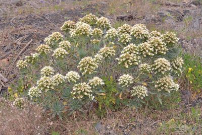 Echium brevirame.6.jpg