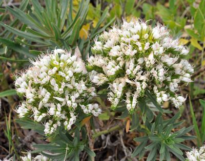 Echium brevirame.Close-up.jpg