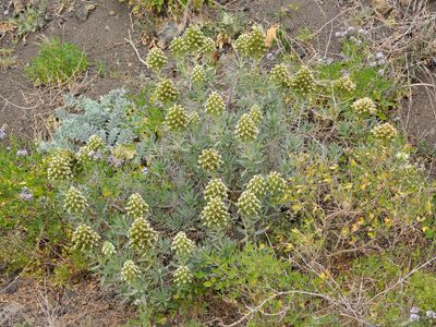 Echium brevirame.jpg