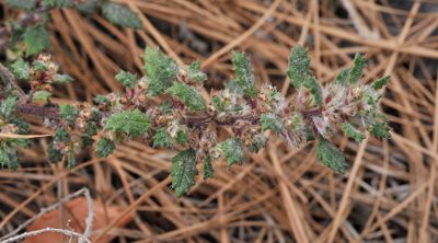 Forsskaolea angustifolia