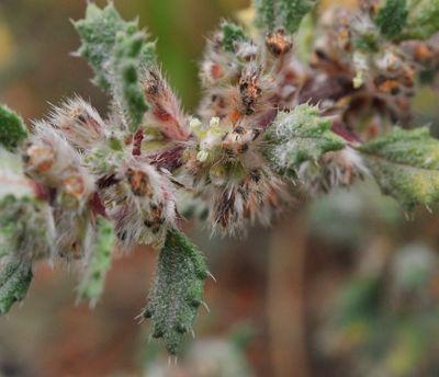 Forsskaolea angustifolia. Close-up.jpg