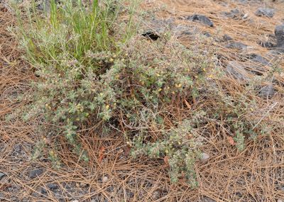 Forsskaolea angustifolia