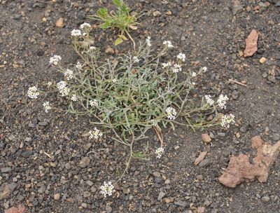 Lobularia canariensis