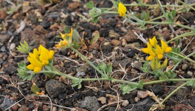 Lotus campylocladus ssp. hillebrandii. Closer.2.jpg