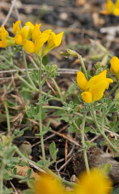 Lotus campylocladus ssp. hillebrandii. Closer.jpg