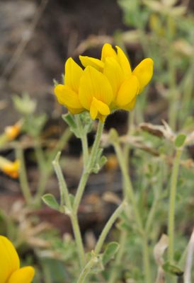 Lotus campylocladus ssp. hillebrandii. Close-up.2.jpg