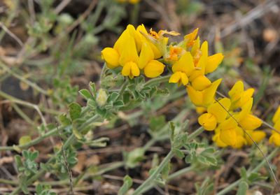 Lotus campylocladus ssp. hillebrandii. Close-up.3.jpg