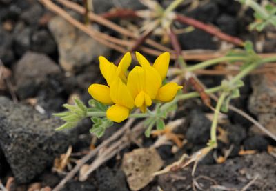 Lotus campylocladus ssp. hillebrandii
