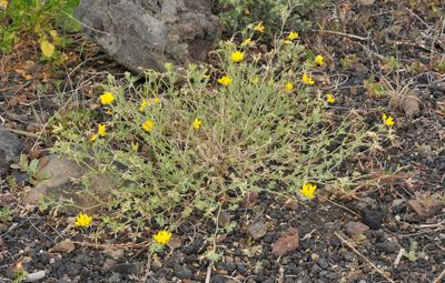 Lotus campylocladus ssp. hillebrandii.2.jpg
