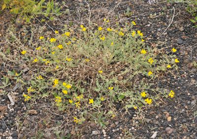 Lotus campylocladus ssp. hillebrandii