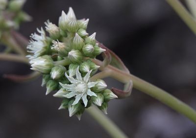 Aeonium davidbramwellii. Close-up.jpg
