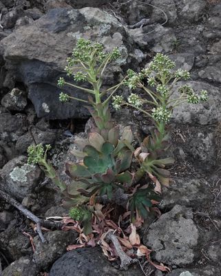 Aeonium davidbramwellii.2.jpg