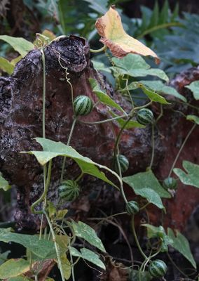 Bryonia verrucosa.jpg