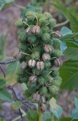Ricinus fruits.jpg