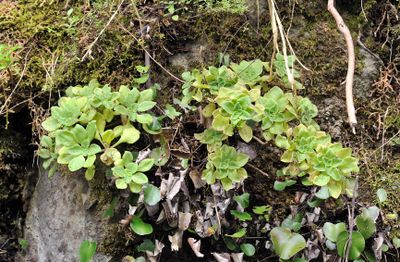 Aeonium goochiae.2.jpg