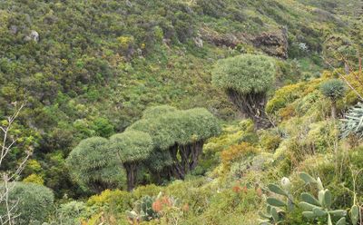 Dracaena draco.3.jpg