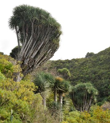 Dracaena draco.4.jpg