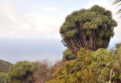 Dracaena draco.5.jpg