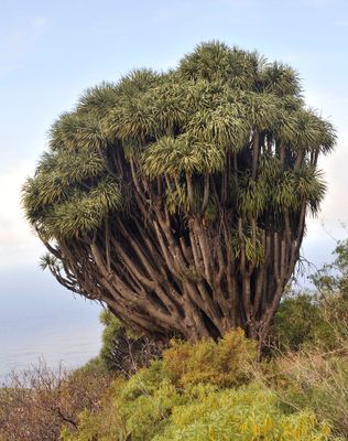Dracaena draco.6.jpg