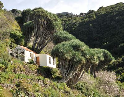 Dracaena draco.7.jpg