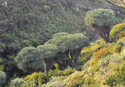 Dracaena draco.8.jpg