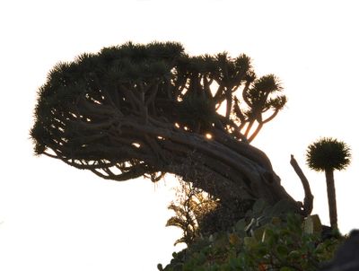 Dracaena draco.9.jpg