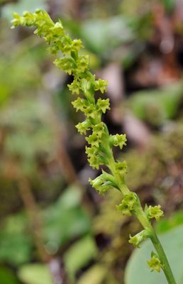Gennaria diphylla