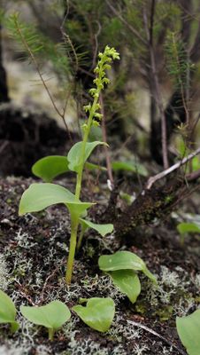 Gennaria diphylla. Closer.jpg