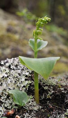 Gennaria diphylla.3.jpg