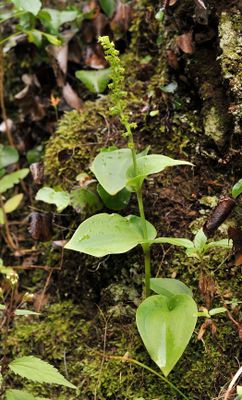 Gennaria diphylla.5.jpg